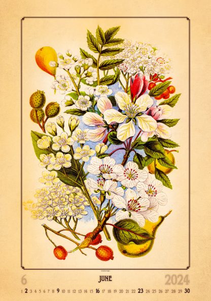 alt="Bildkalender Herbarium Juni"