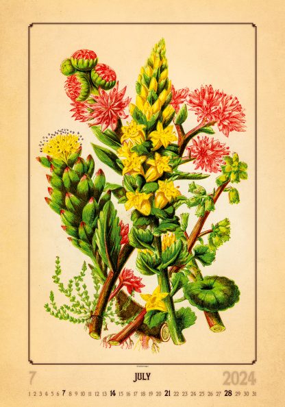 alt="Bildkalender Herbarium Juli"