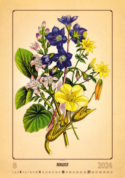alt="Bildkalender Herbarium August"