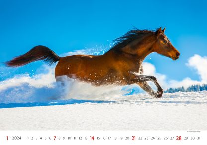 alt="Bildkalender Horses Januar"