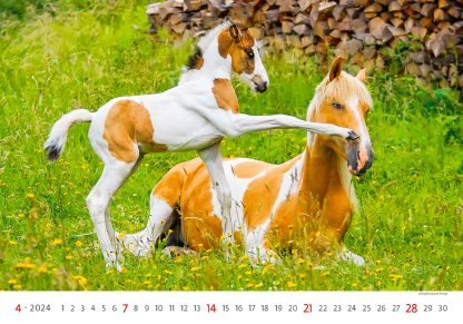 alt="Bildkalender Horses April"