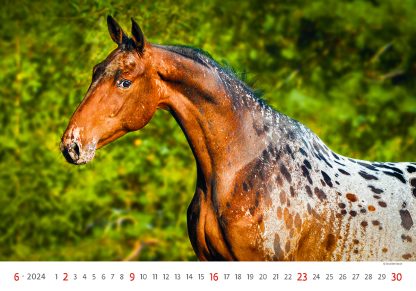 alt="Bildkalender Horses Juni"