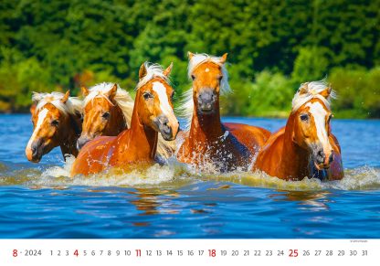 alt="Bildkalender Horses August"