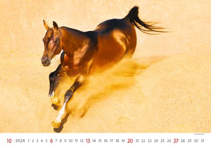 alt="Bildkalender Horses Oktober"