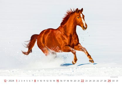 alt="Bildkalender Horses Dezember"