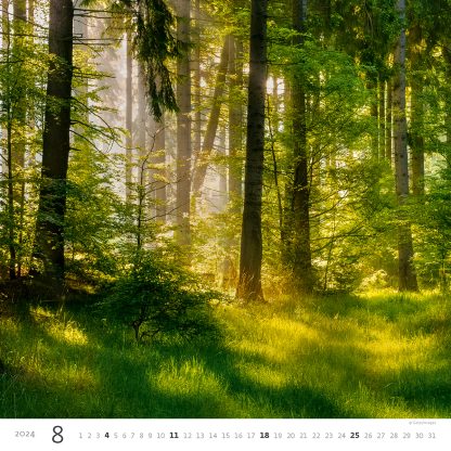alt="Bildkalender Forest August"